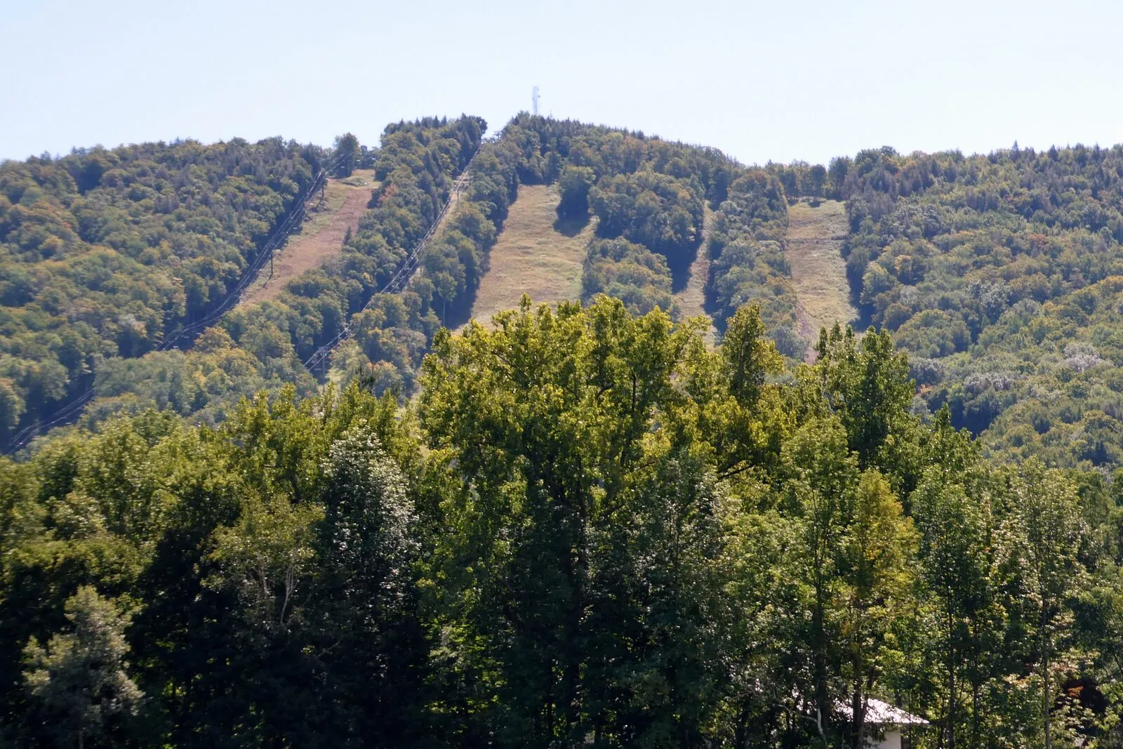 The wooded south flank of Mt. Institute viewed from the Charlemont side of the Deerfield River on a sunny early-September afternoon. A dense band of bright-green deciduous canopy fills the foreground, behind it the mountain rises in long parallel strips of cleared light-brown ski trails carved through darker green forest, a slim white wind-turbine tower stands silhouetted on the rounded summit ridge against a pale, slightly hazy blue sky, and the small dark silhouette of a ski lift building or barn peeks out from the trees at lower right.