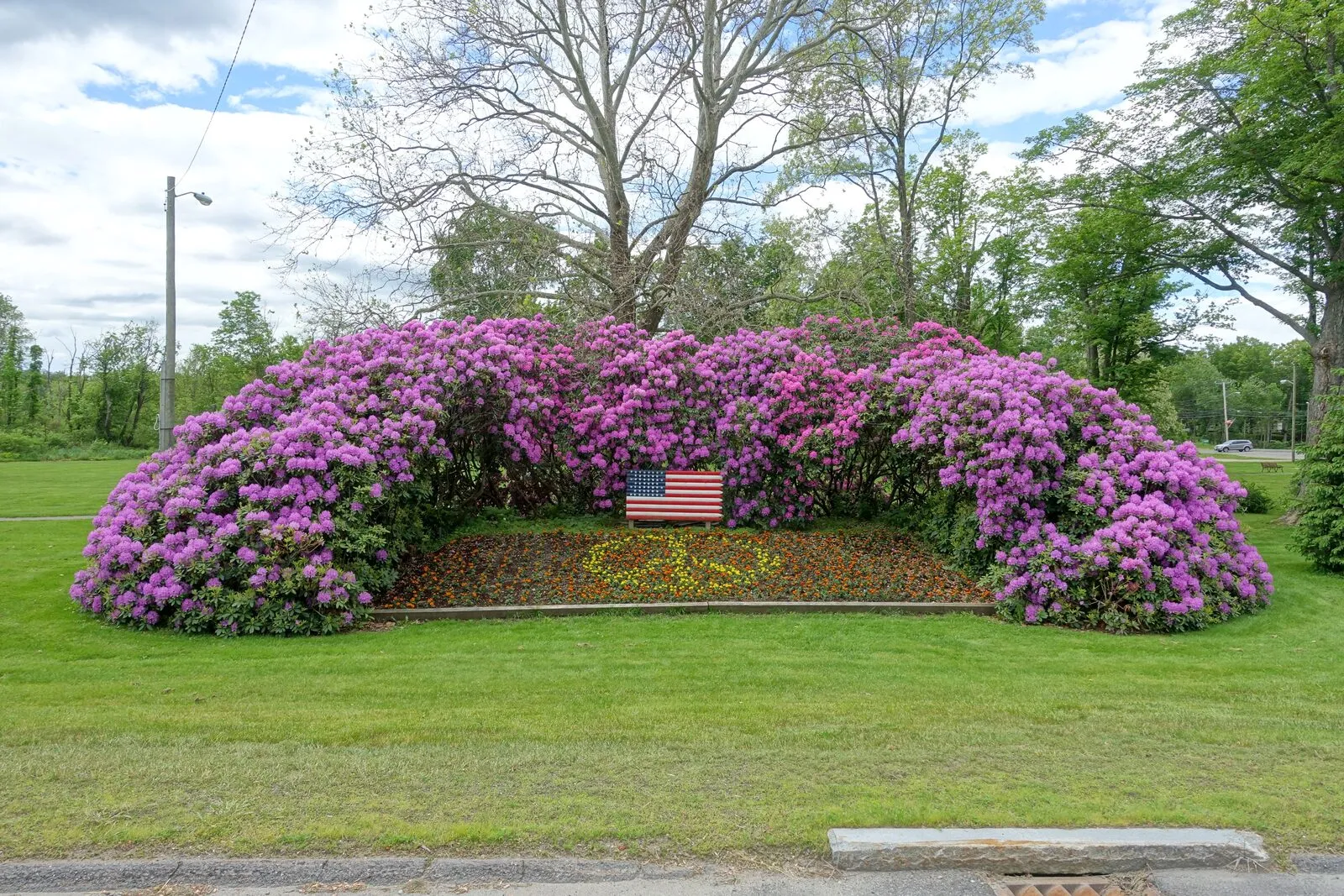 A long mounded hedge of mature rhododendrons in full pink-and-purple bloom in Cushman Park in the center of Bernardston on a sunny early-summer day, with a small American flag mounted at the center of the planting between the rhododendrons, a bed of low red and yellow flowering annuals at the foot of the mound, an open lawn surrounding the bed, a tall single deciduous tree rising over the back of the rhododendrons, mature green hardwoods along the perimeter of the park, a utility pole and overhead wires faintly visible at left, and a clear blue summer sky with thin scattered clouds overhead.
