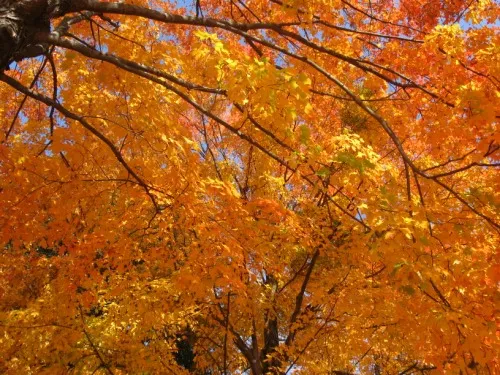 A close-up of a sugar maple in peak orange autumn foliage.