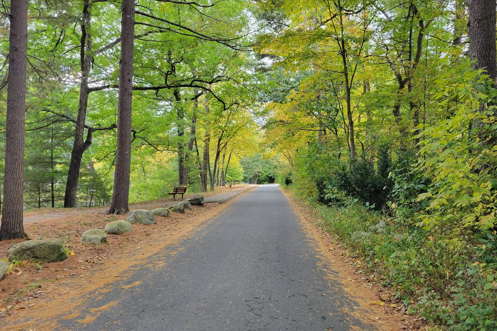 A paved park road through Look Park in Florence on an early-fall afternoon — tall pine and deciduous trees arching overhead with yellow-green canopies, a wooden-slat bench set on a patch of rust-brown pine needles beside low fieldstone edging on the left, leaf-littered grassy shoulders, dense leafy understory on the right, and the asphalt path curving off into dappled sunlight under a soft bright sky.