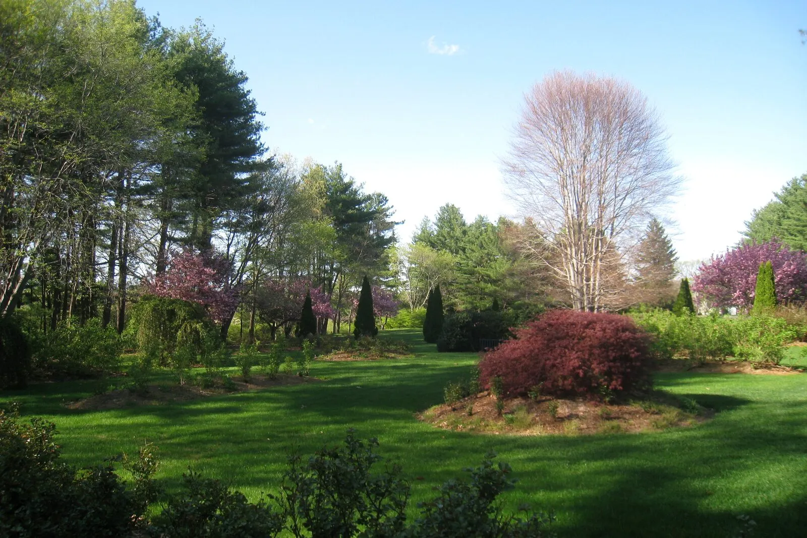 A formal garden lawn in Stanley Park in Westfield in spring: emerging green grass spread across an open clearing, manicured ornamental shrub beds with mounded boxwood and a single round dark-red Japanese maple in the middle ground, blossoming pink crabapple or cherry trees scattered through the perimeter, mature dark green conifers framing the left edge, a tall white-barked birch silhouette in the right middle distance, and a clear sky overhead.